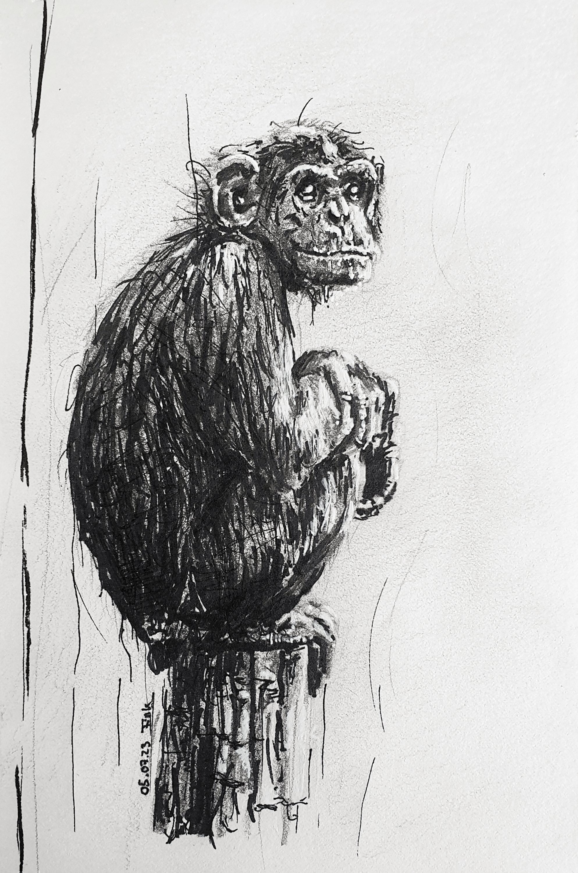 Christina Fink - Art of Finkle - Drawing - Monkey
