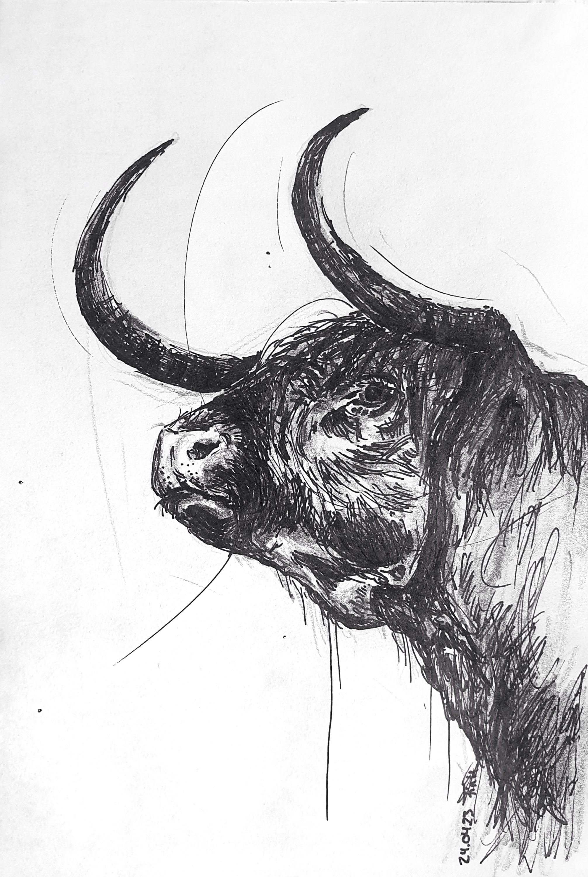 Christina Fink - Art of Finkle- Sketch - Highland Cattle