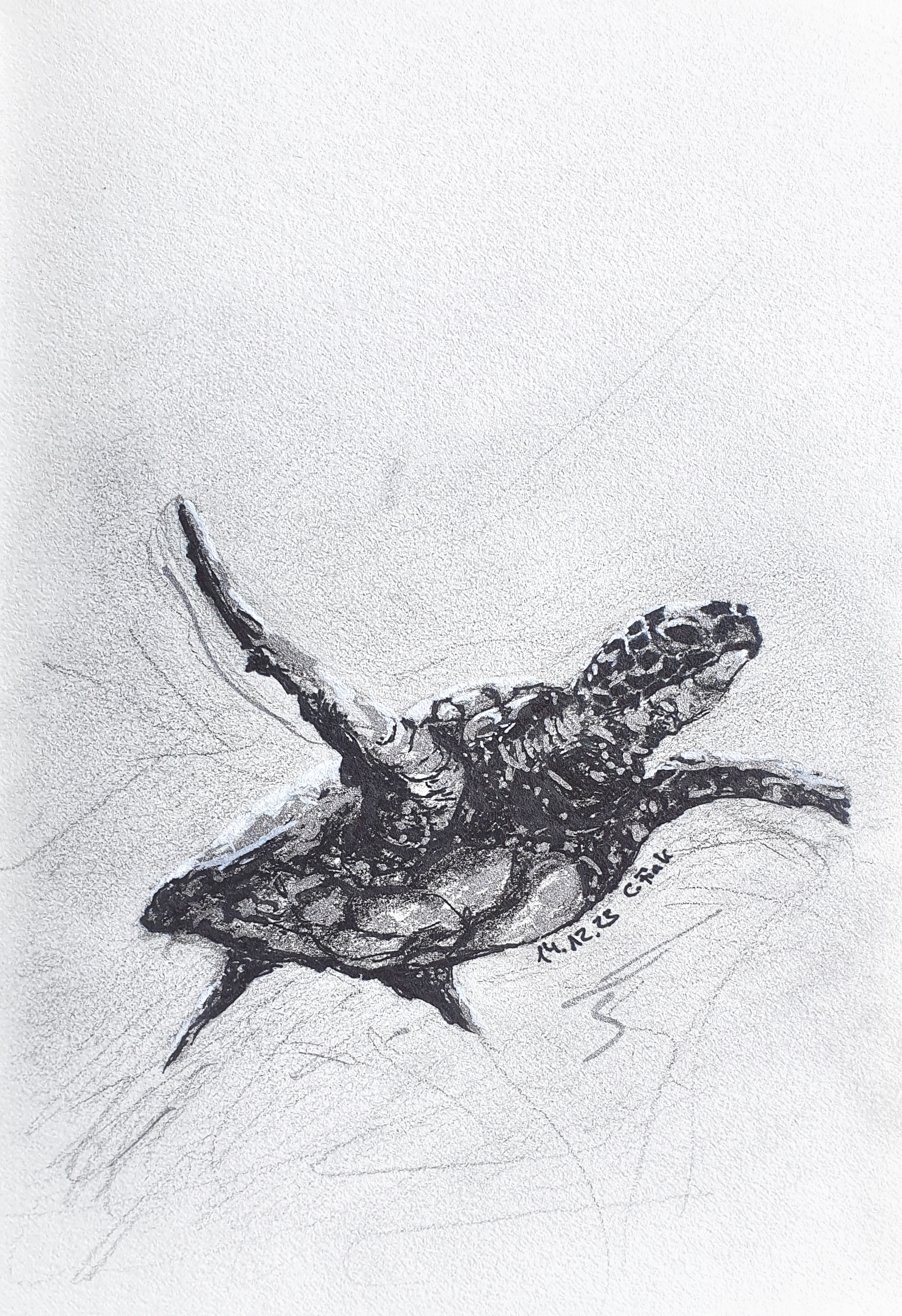 Christina Fink | Art of Finkle | Turtle | 2023