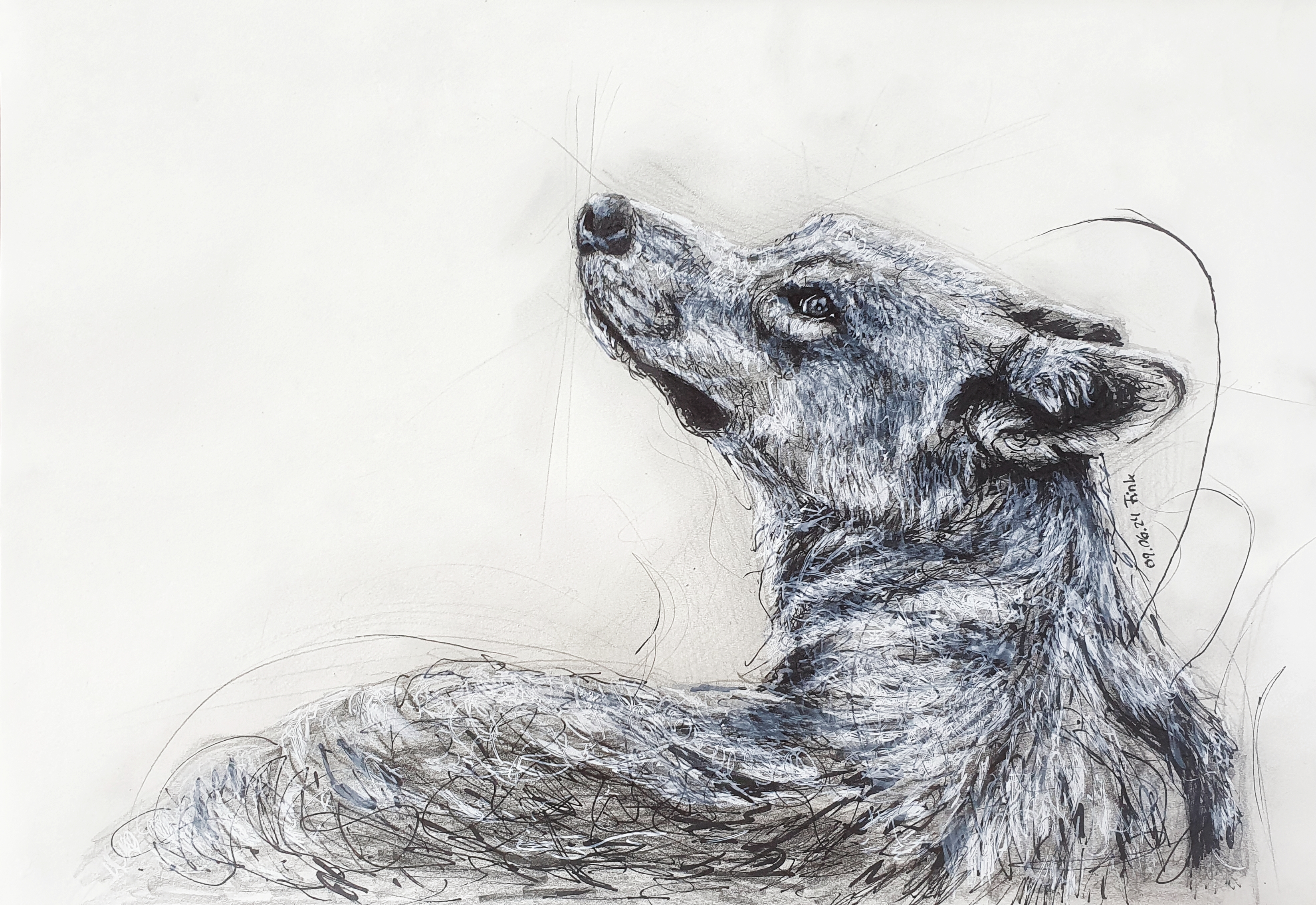 Black and White Drawing of a Wolf