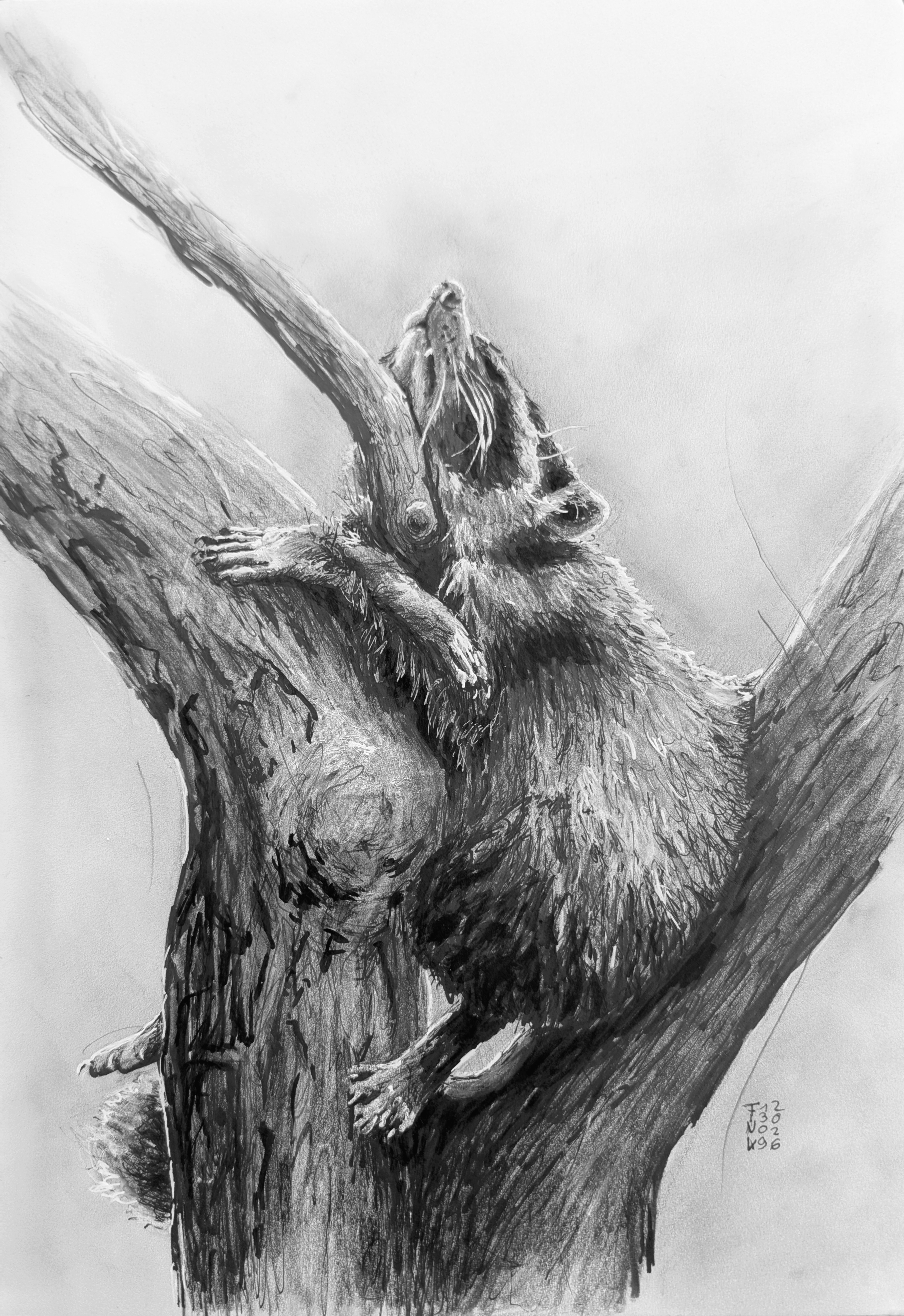 Christina Fink | Art of Finkle | Raccoon
